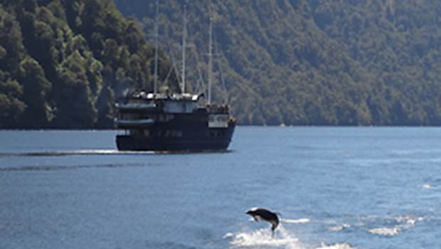 A dolphin putting on a show in Doubtful Sound